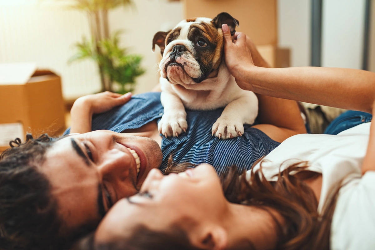 An English Bulldog sits on top of a couple lying down in their living room.