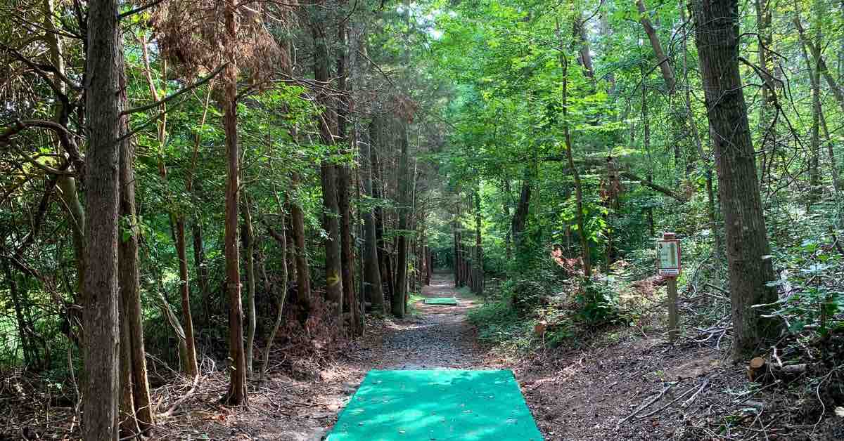 A long and short tee pad on a tightly wooded fairway