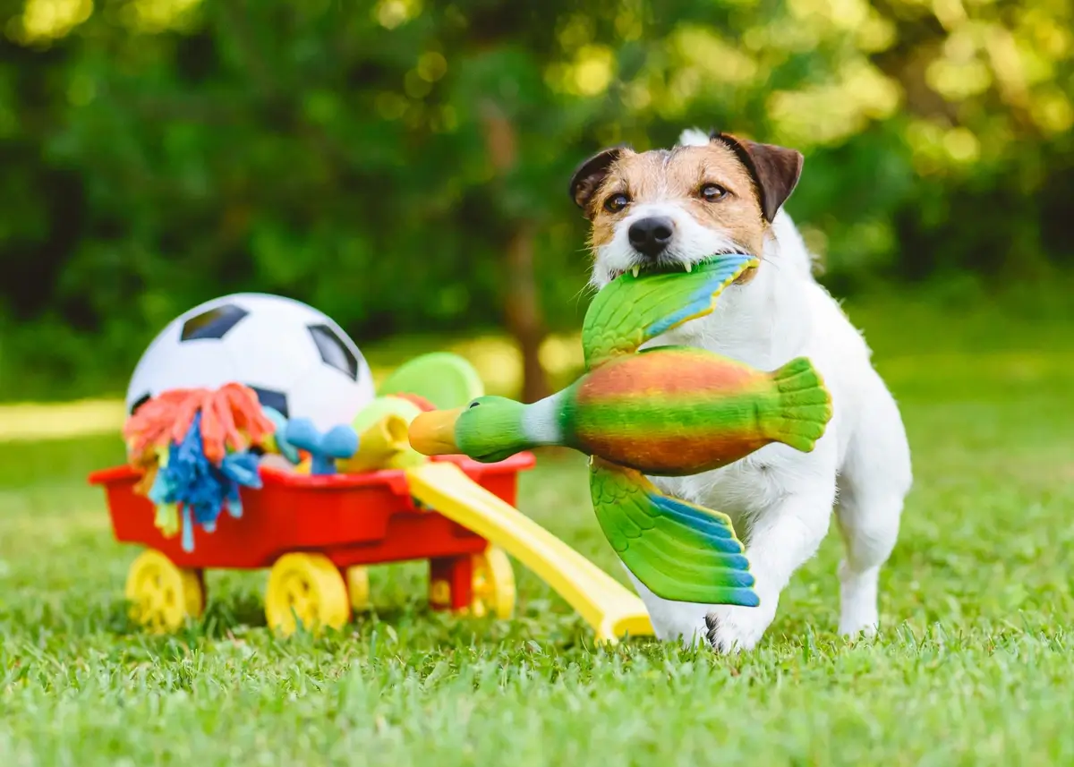 A scruffy puppy with a toy duck in its mouth with a wagon of toys nearby