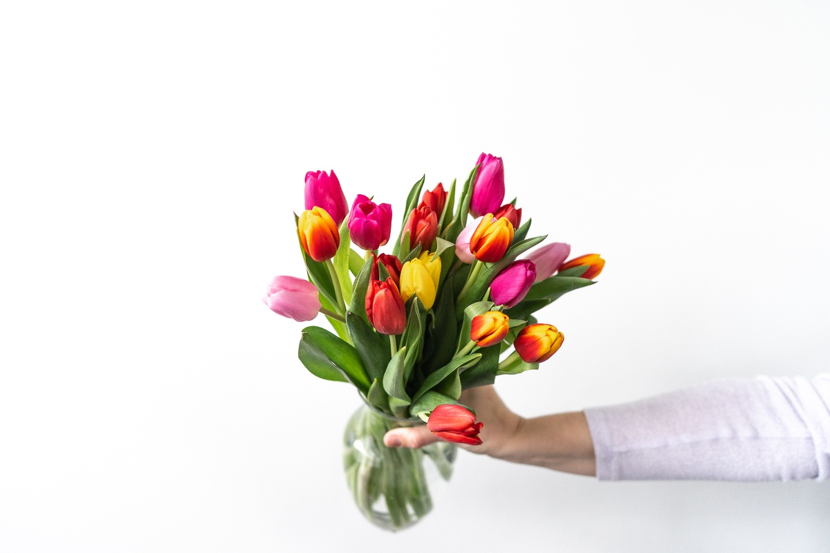 دسته گل لاله های رنگارنگ در دست