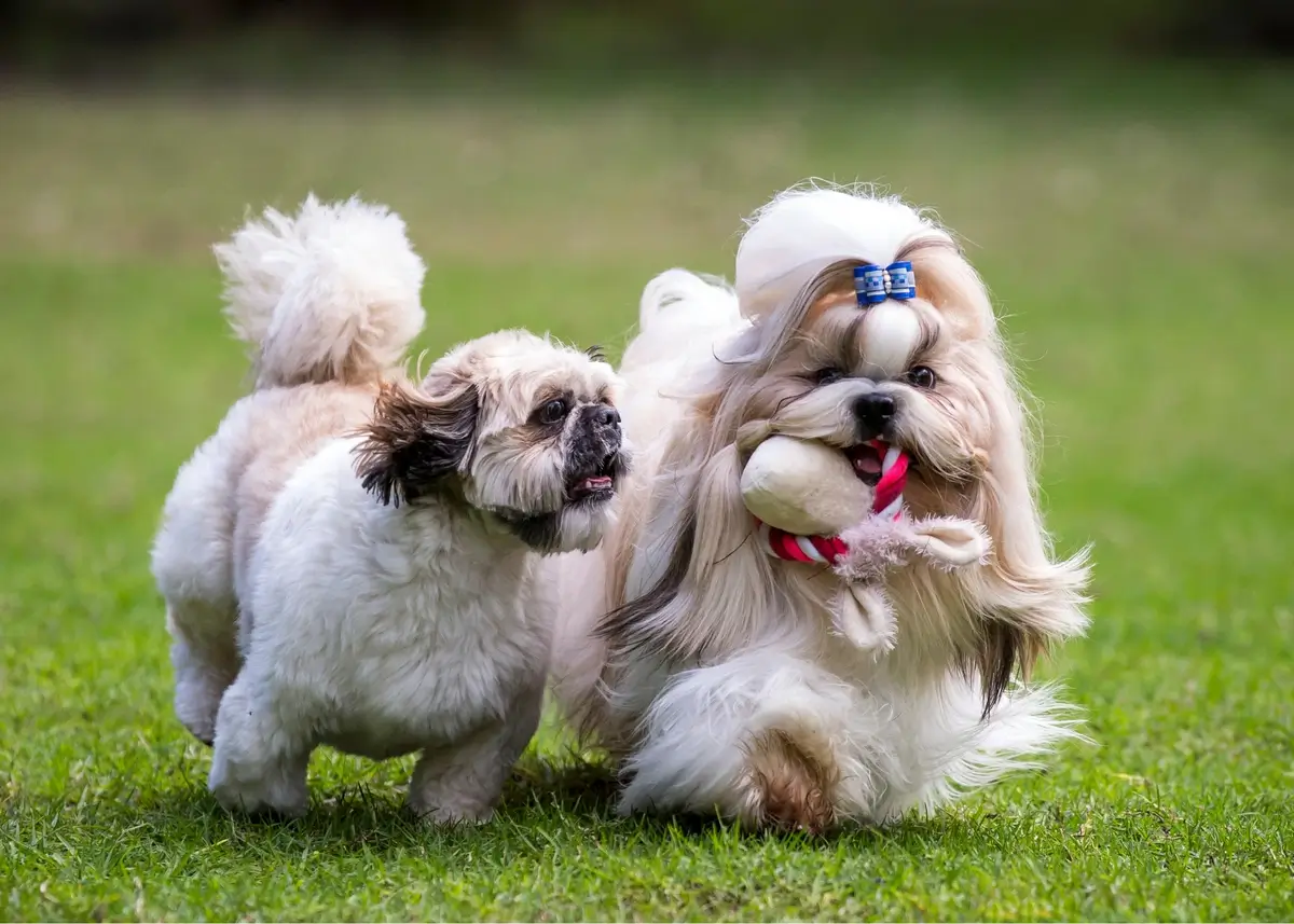 2shihtzus (1).webp