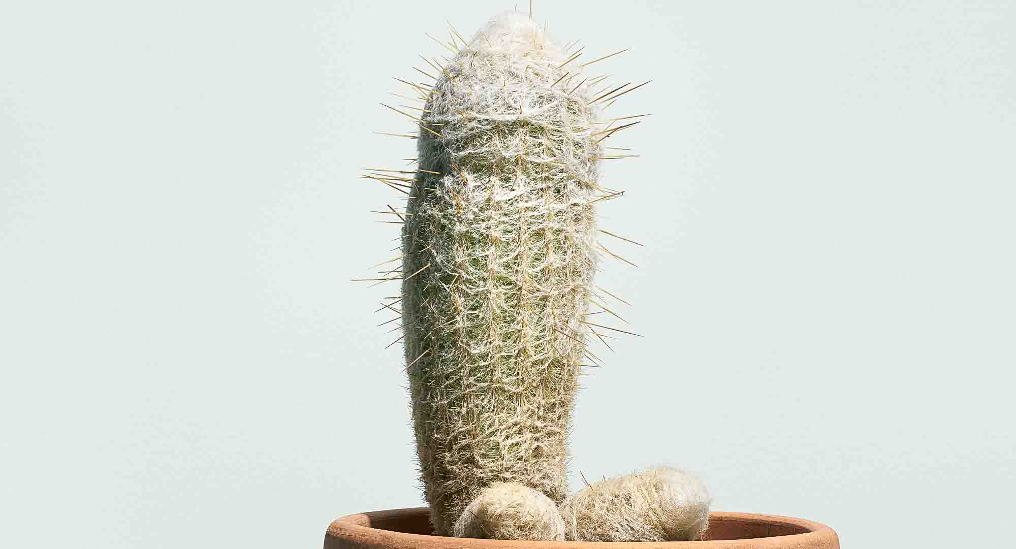 Does Vicks Vapor Rub® Help With Erectile Dysfunction? hims