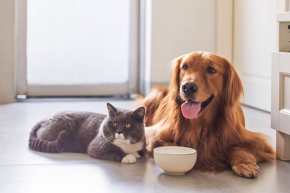 Importance of Fiber in a Cat's Diet: Vital Health Boost