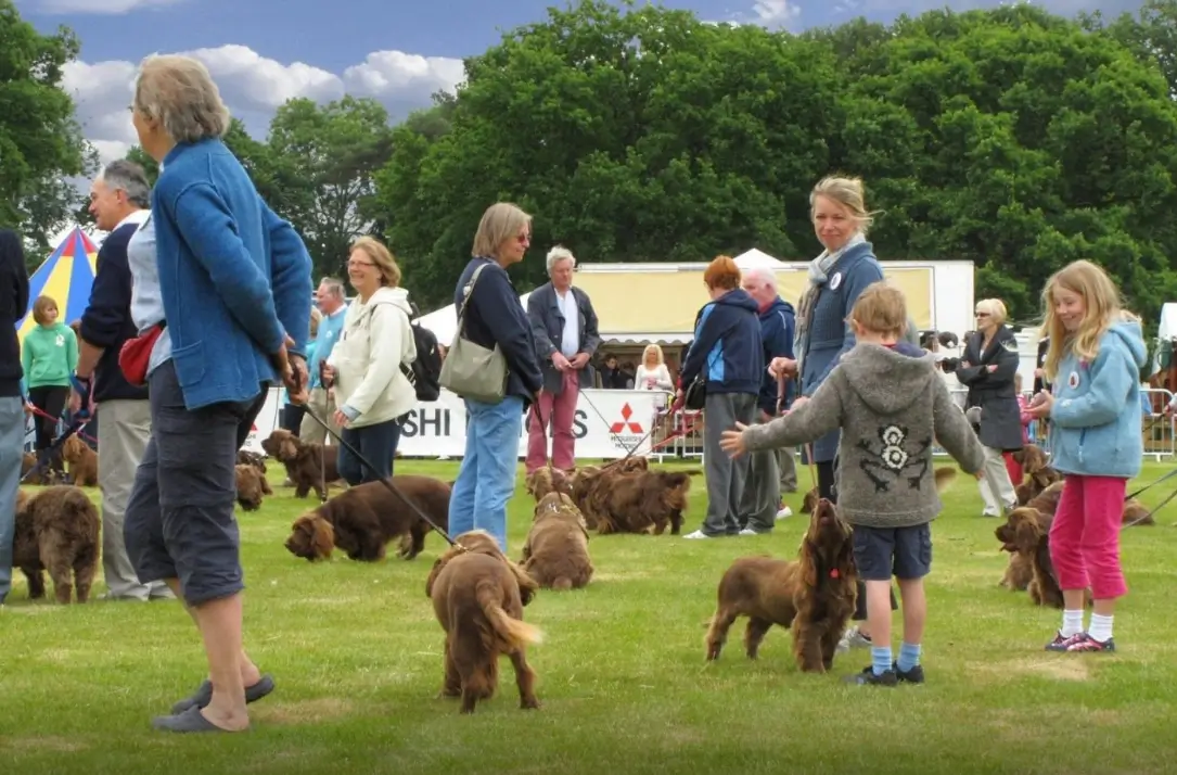 sussexspaniel (1).webp