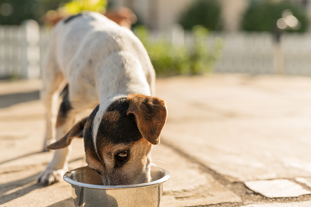 how do i keep my dogs water clean