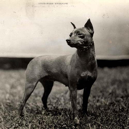 Miniature-Pinscher-History-06.jpeg