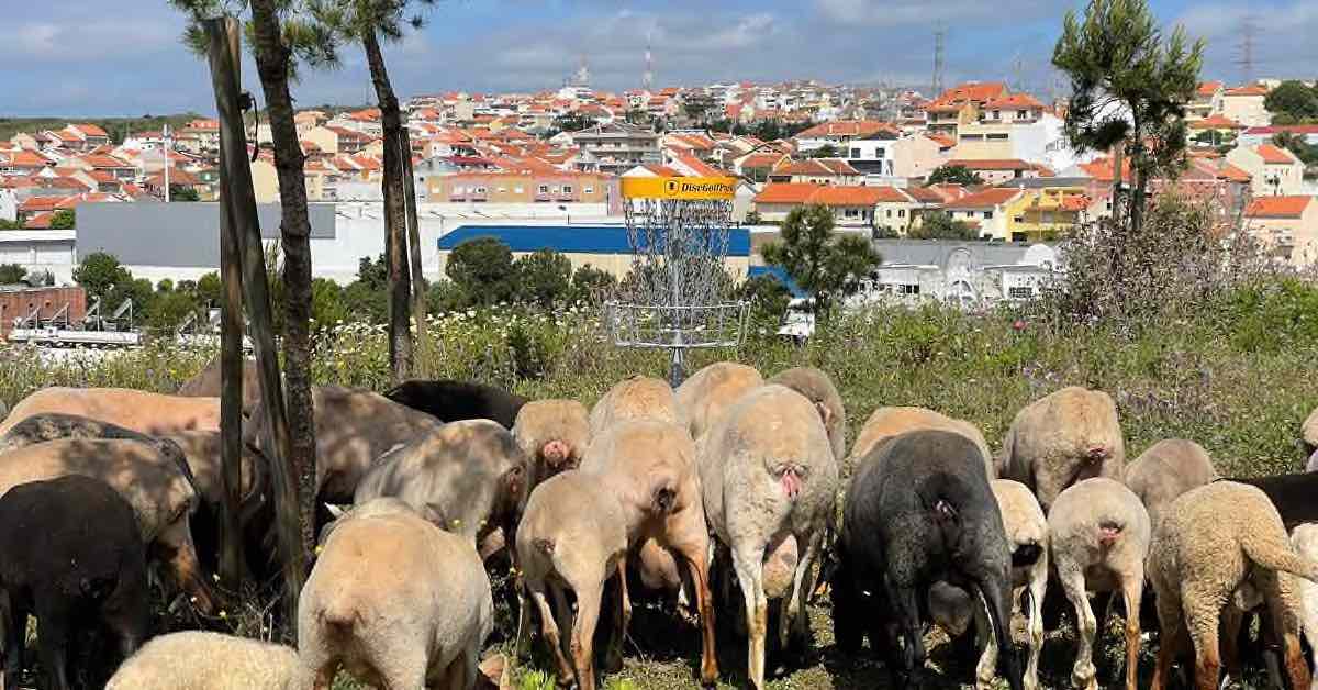 a herd of sheep in front of a disc golf basket with view of a city beyond
