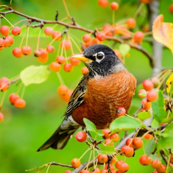 Alabama Birds American Robin