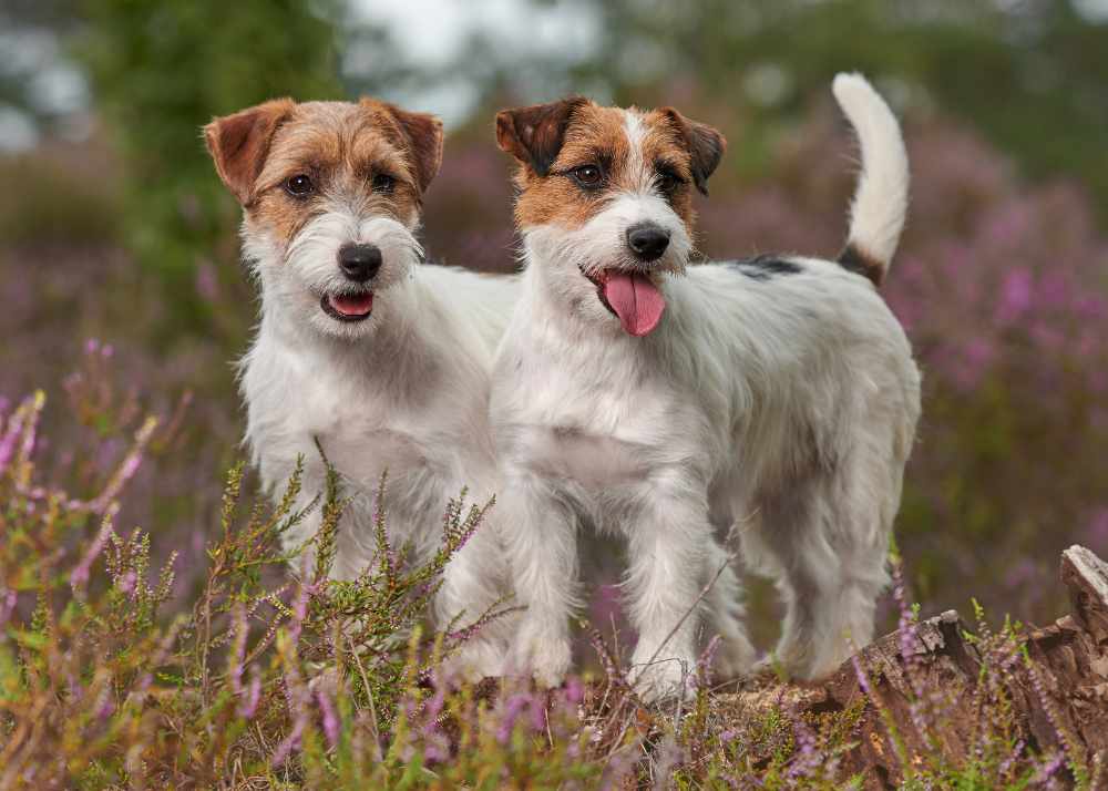 Two Jack Russell Terrier puppies stand in a field and look to the viewer's right