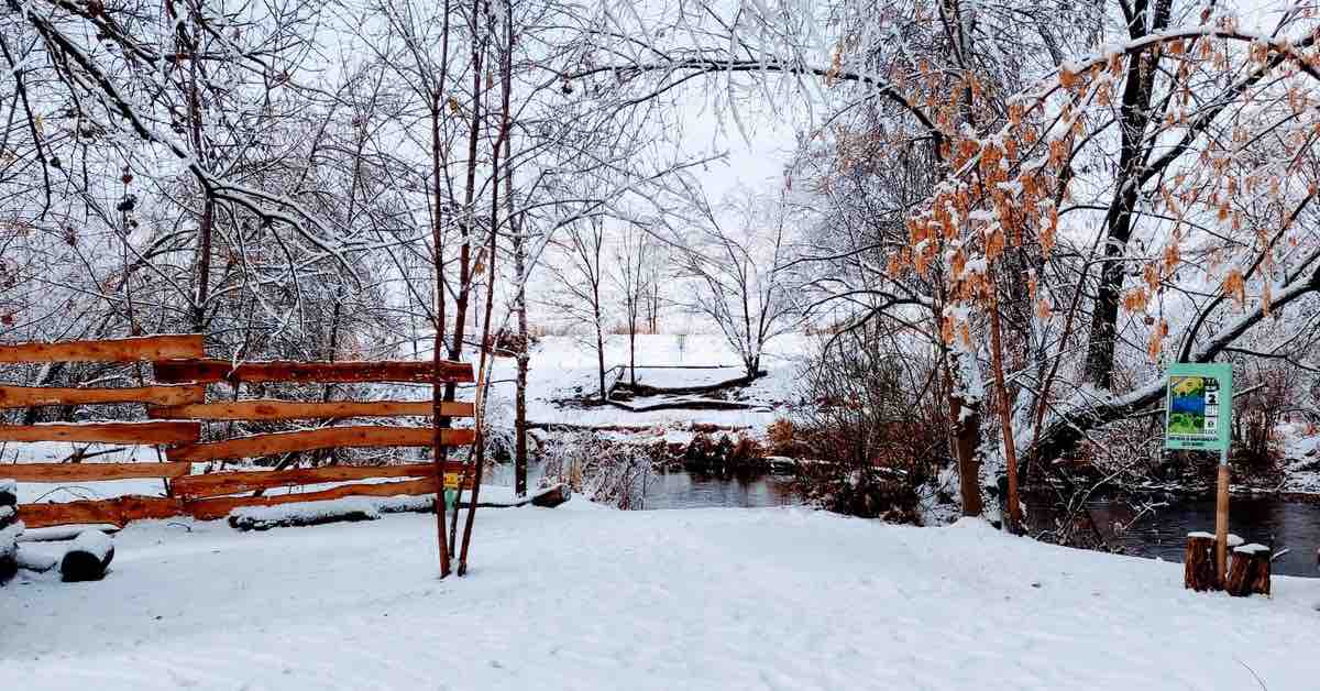 A light layer of snow in a wooded area full of immature trees