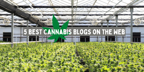 5 Best Cannabis Blogs on the Web