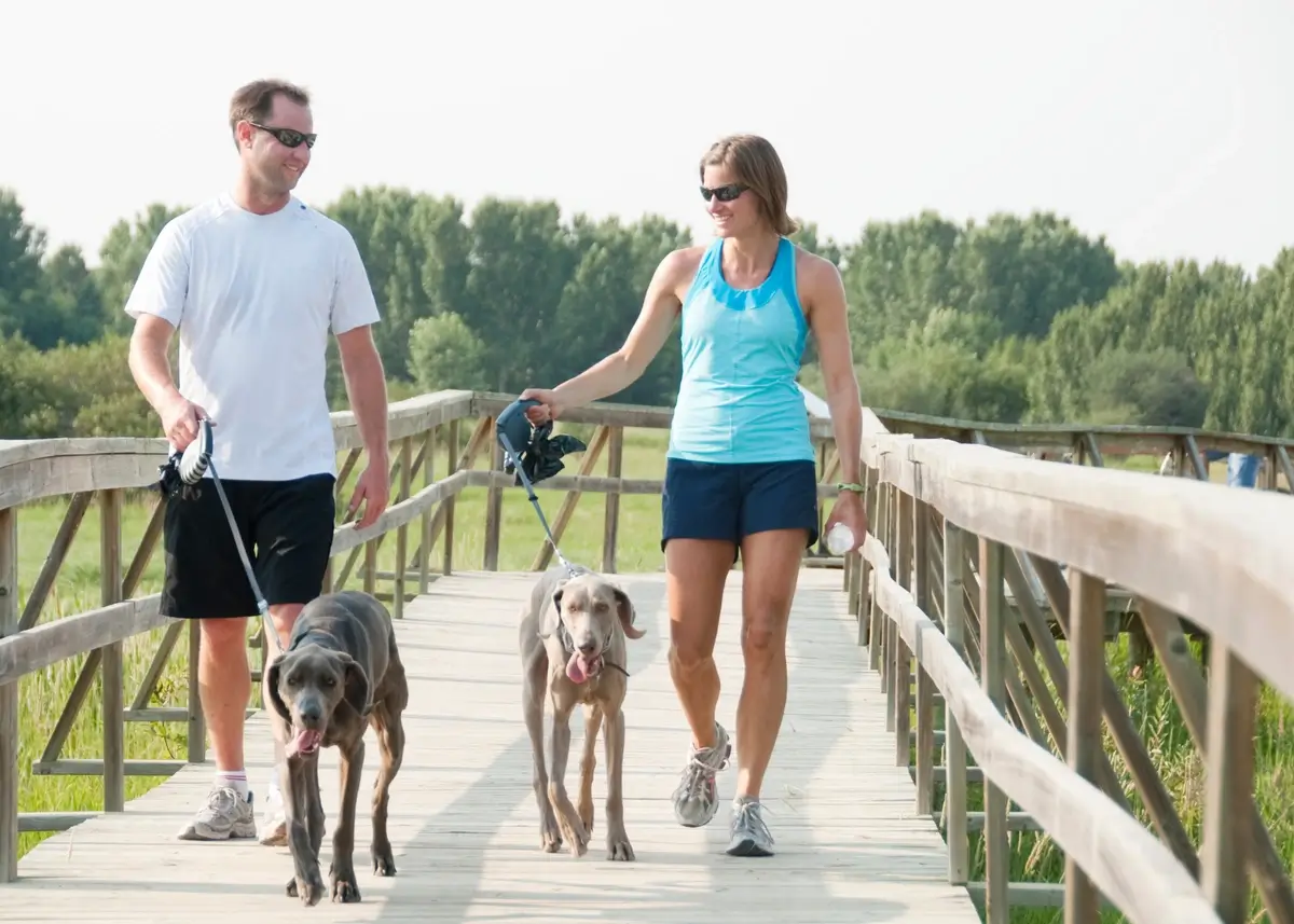 Two people walk two Coonhounds on a boardwalk
