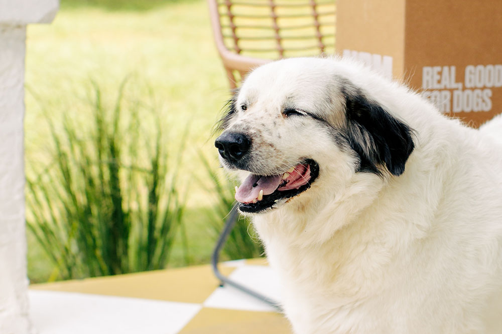 dog proof your garden