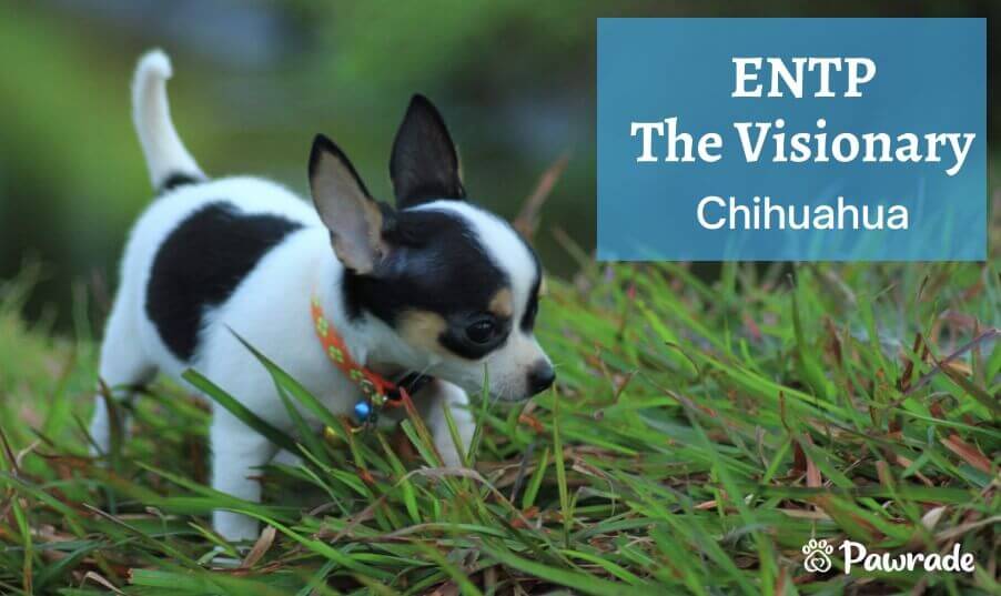 ENTP Visionary Chihuahua (1).jpg
