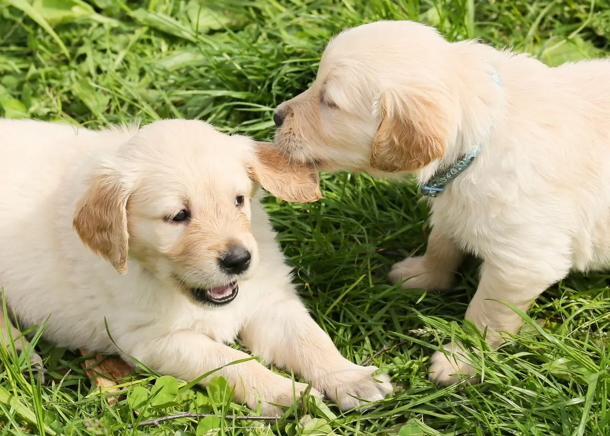A golden retriever puppy chews on another golden retriever puppy's left ear