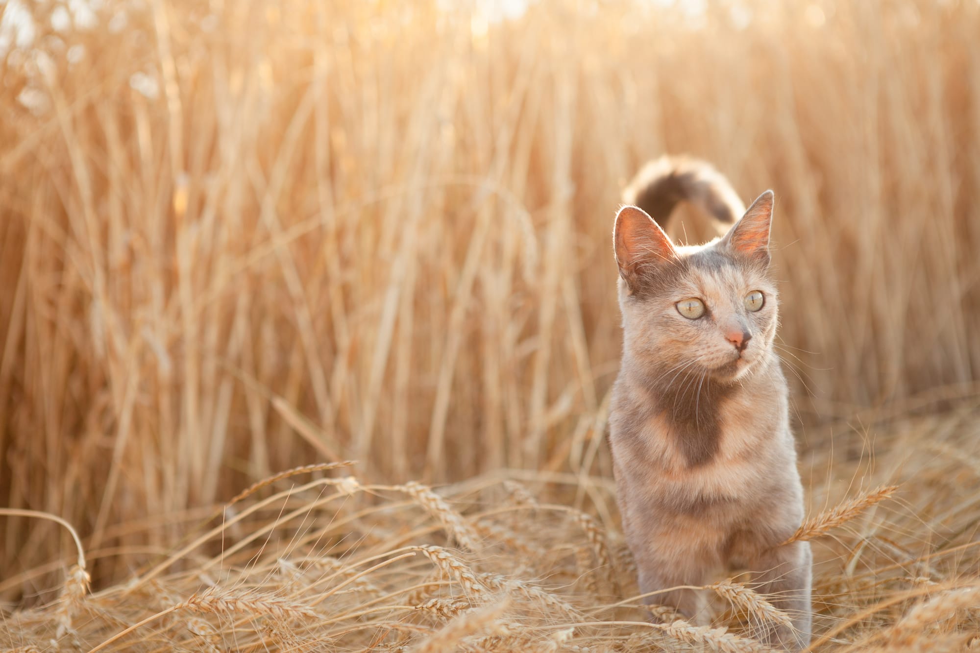 Is grain really discount bad for cats