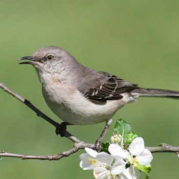Alabama Birds Northern Mockingbird