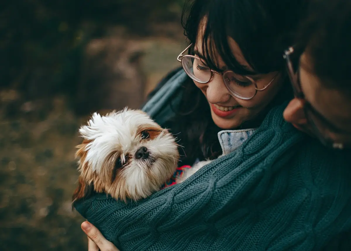 A shih tzu puppy is wrapped in a shawl and front carried by a woman wearing glasses with a man wearing glasses peering over her shoulder