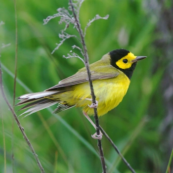Alabama Birds Hooded Warbler