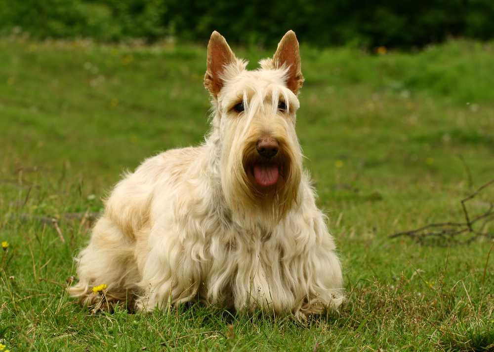 whitescottishterrier.jpg