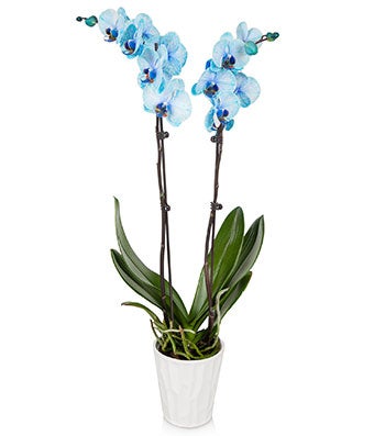 Blue Orchid for Valentine's Day