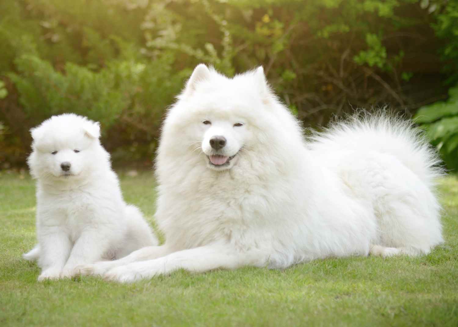 A Samoyed puppy and adult lie on the grass in the sunshine