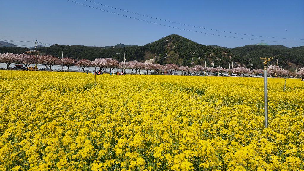 三陟孟芳油菜花村