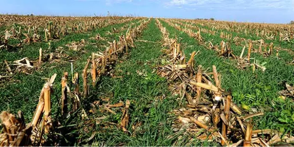 Cover crops growing in corn residue