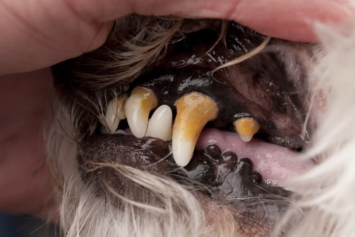 why are canine teeth important