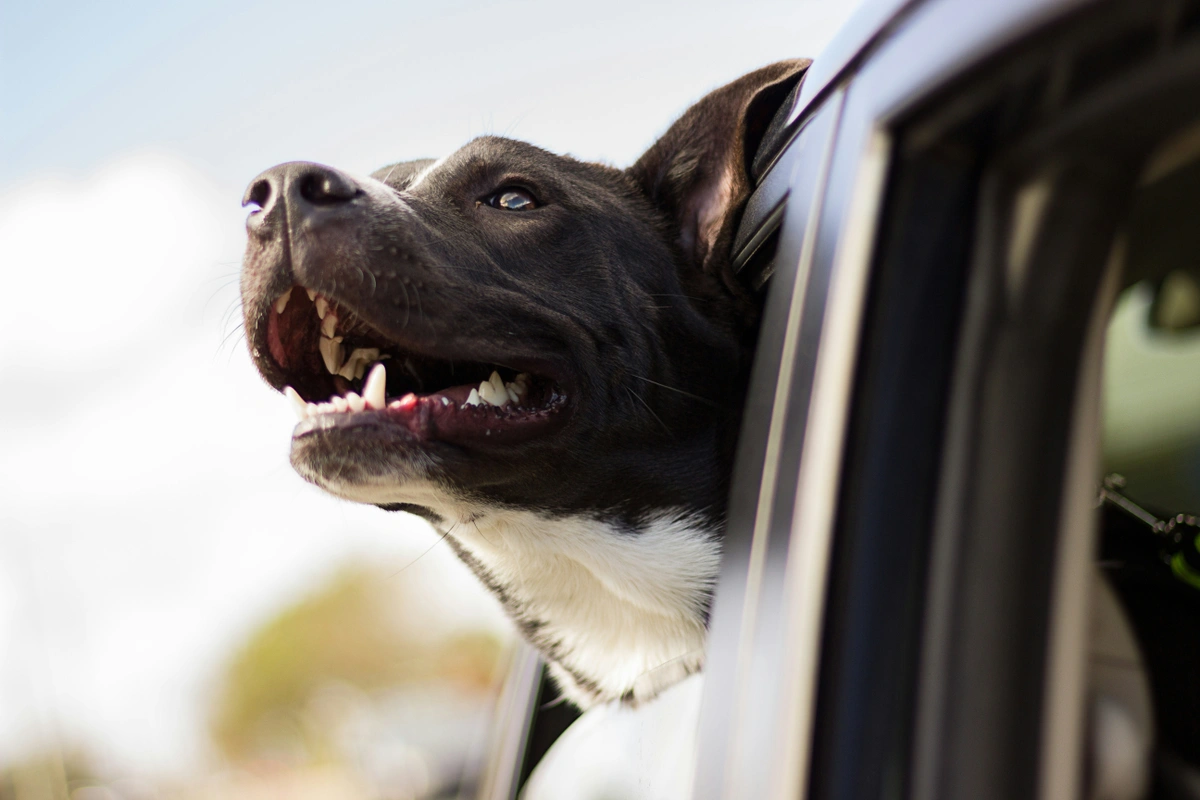 Dog in outlet front of car