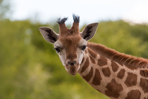 chester zoo free tickets 2024 offers