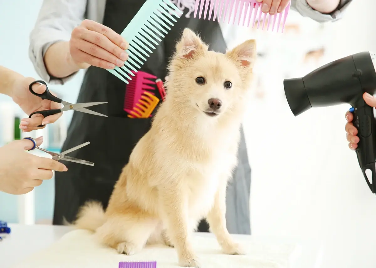A small, cream dog sits in the middle of a variety of dog grooming tools