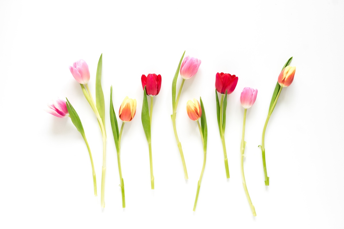 What is the meaning of Tulips?