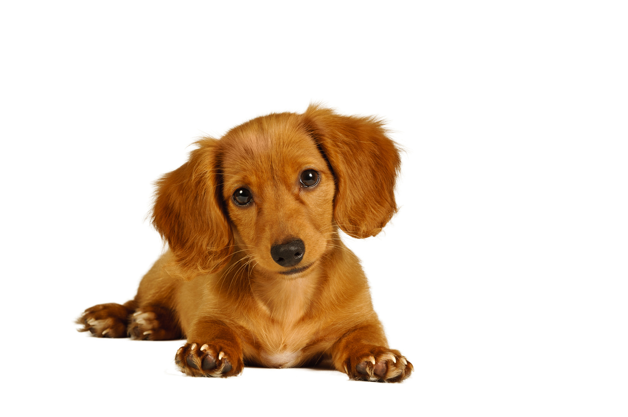 Dachshunds With Skin Allergies Nomnomnow