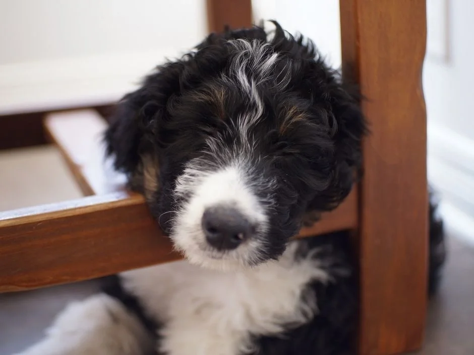 Black and white Bernedoodle puppy resting its chin on a wooden chair at home