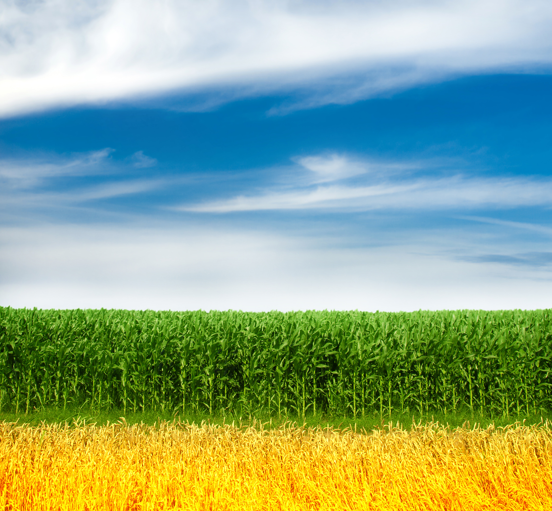 Fields with potential for switching.