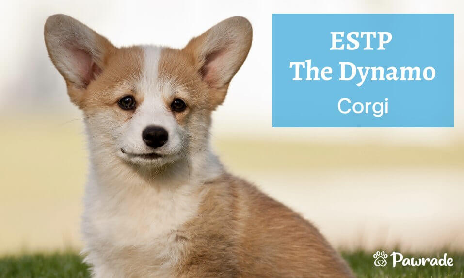 ESTP Dynamo Corgi (1).jpg