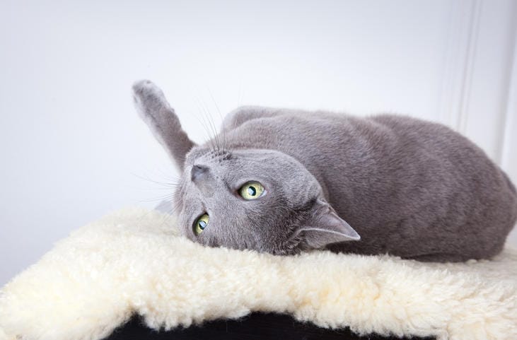 The Best Cats for People with Allergies