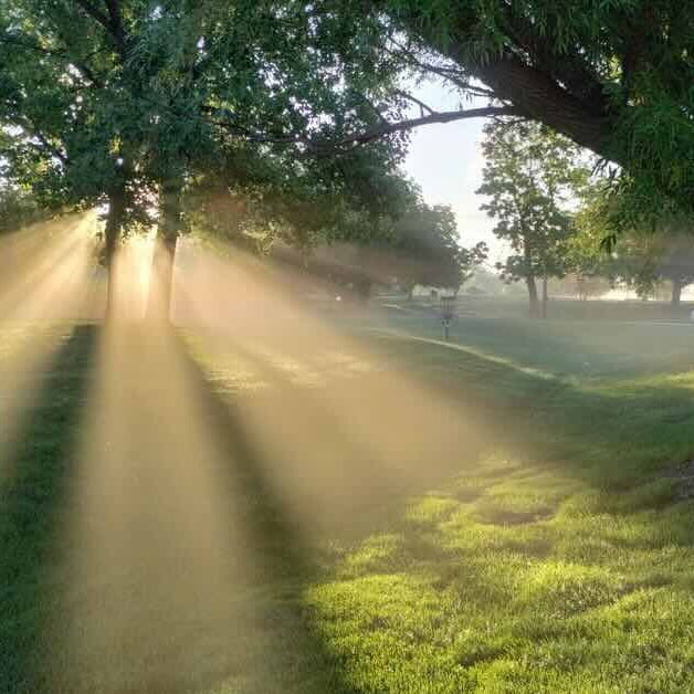 Sun coming through trees and morning mist
