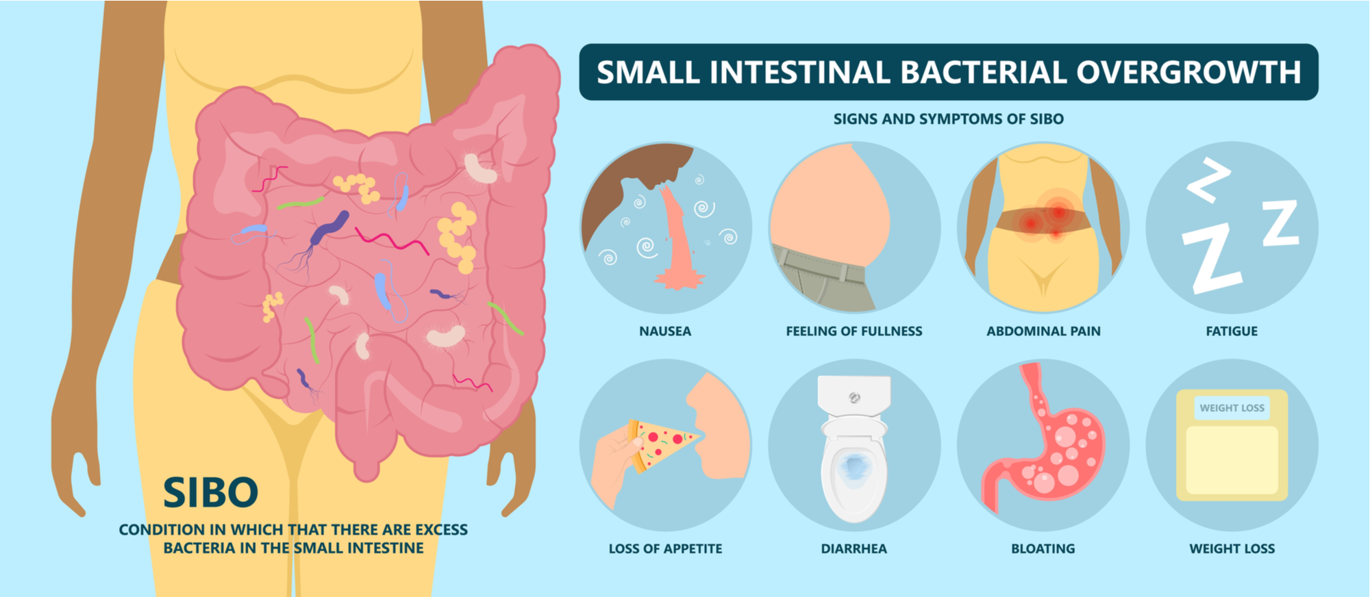 Understanding The Bacteria Involved With Sibo