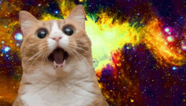 Animals & Content: What's the Deal With Cat Memes?