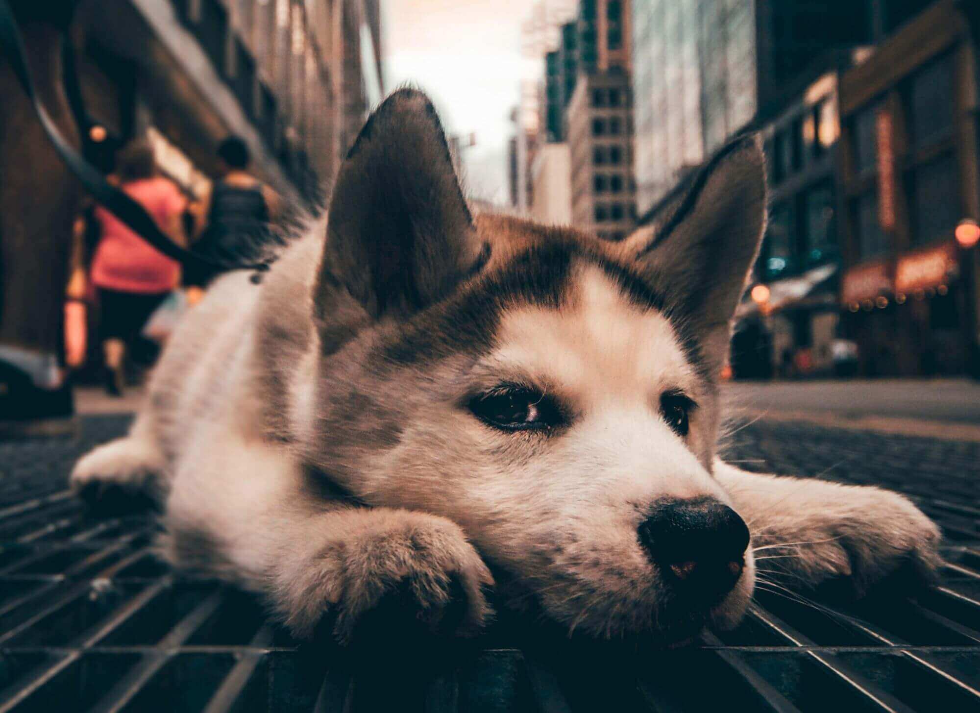 city dog (1) (1) (1).jpg