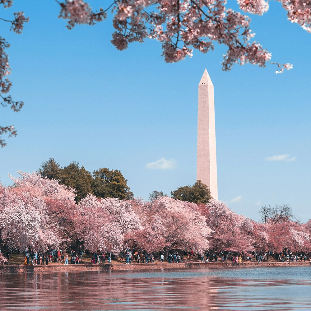 Cherry blossoms in Washington D.C.