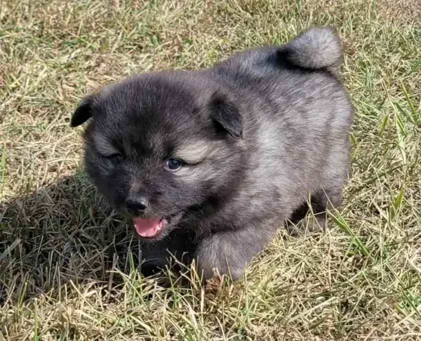 keeshond (2) (1) (1).webp