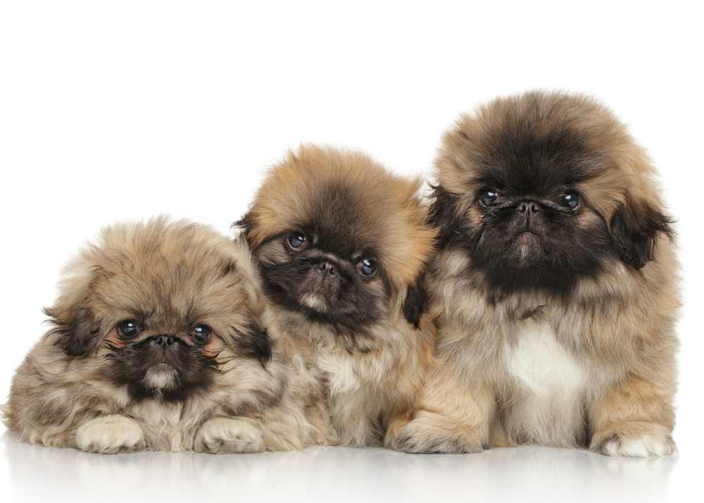 3 Pekingese puppies, light brown with black faces and white chests