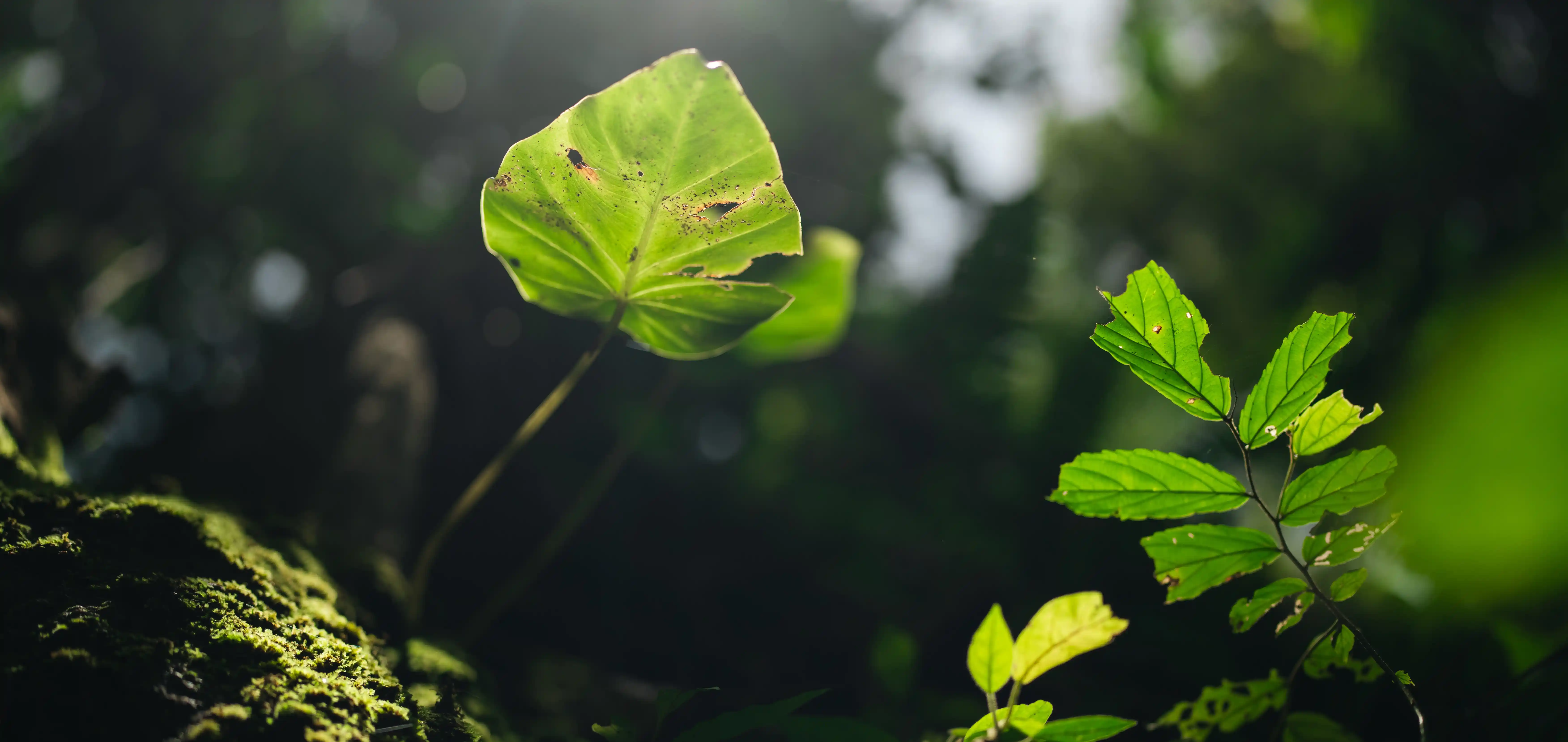Vibrant green forest leaves representing environmental responsibility in ESG talent management