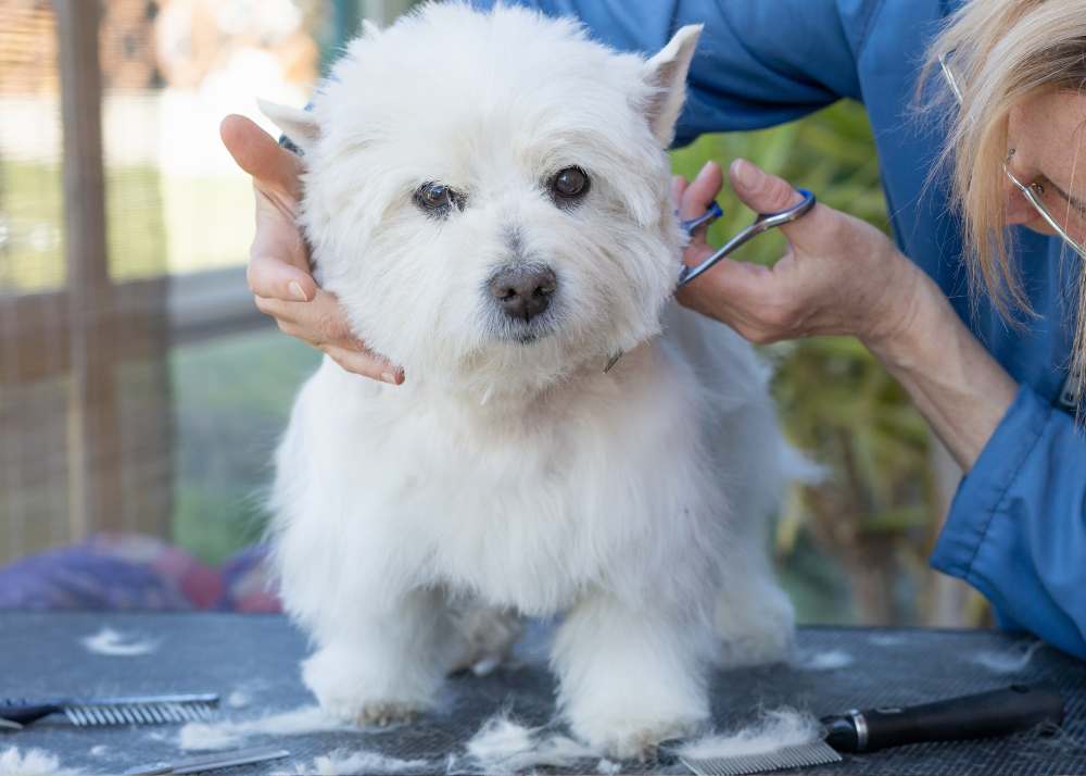 Waterproof coats for clearance westies