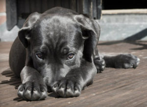 puppy vaccination schedule