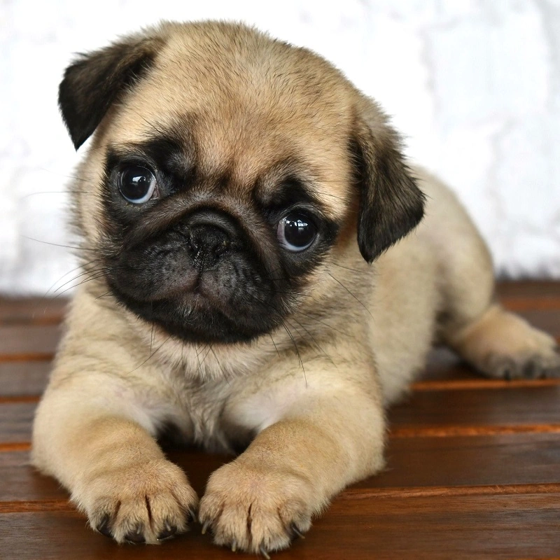 pug puppies