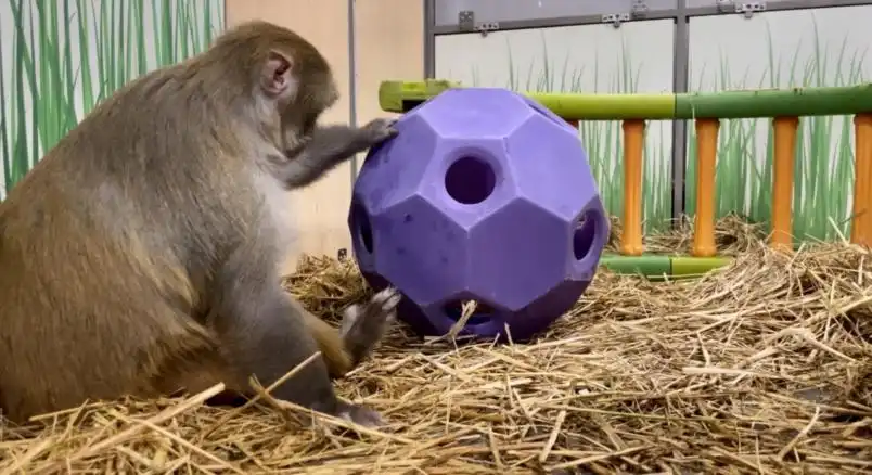 Ranger engages with his puzzle toy.